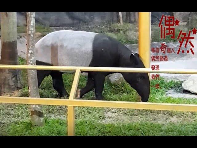 Cute Malayan Tapir 可爱四不像 Tenuk Malaysia 马来貘 你们有看过没 可以留言哦 Youtube Cute Malayan Tapir 可爱四不像 Tenuk Malaysia 马来貘 你们有看过没 可以留言哦 Youtube