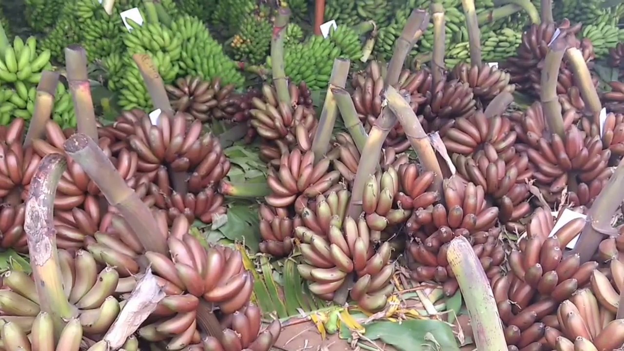 India's Biggest Banana Market located in Tamilnadu l Banana Cultivation l Wholesale Banana