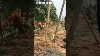 Bamboo Stake Installation Technology for Tomato Cultivation #worker #process #farming #agriculture