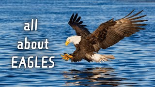 Facts About EAGLES - All You Should Know