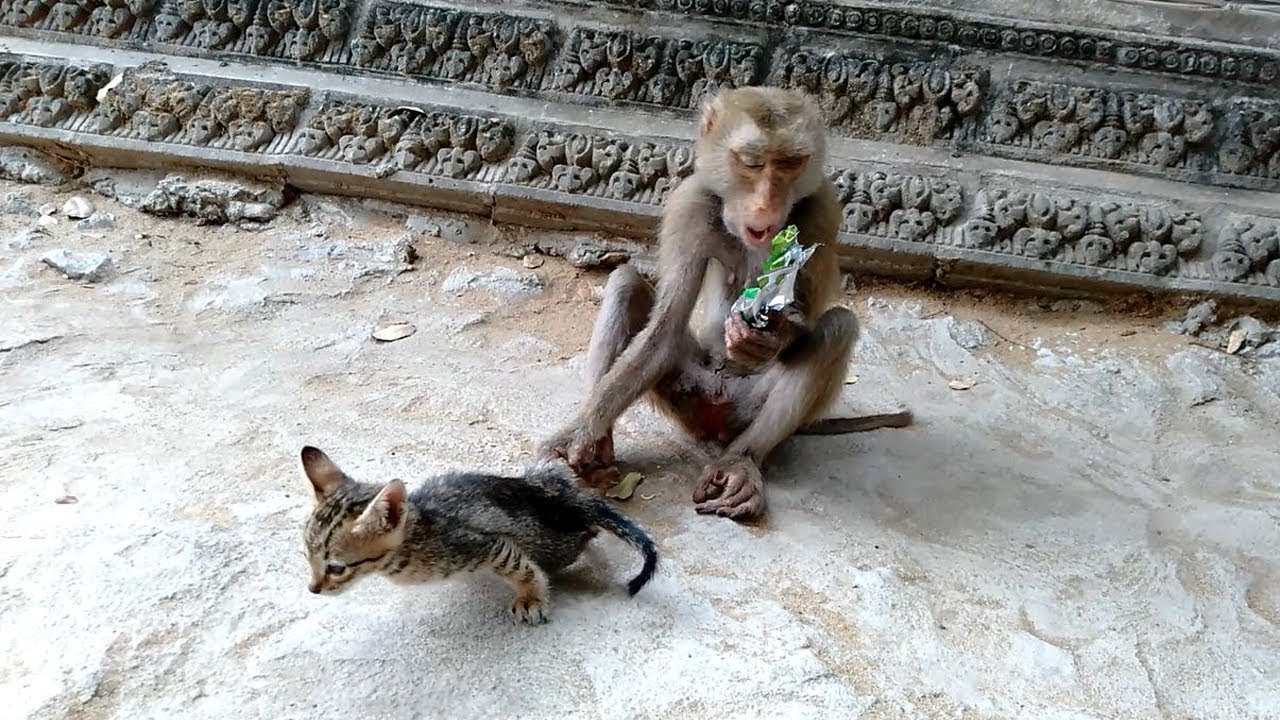 cute monkey pics OMG, Nana Do Not Release Baby Cat But Last.., How Small Cat Has Freedom