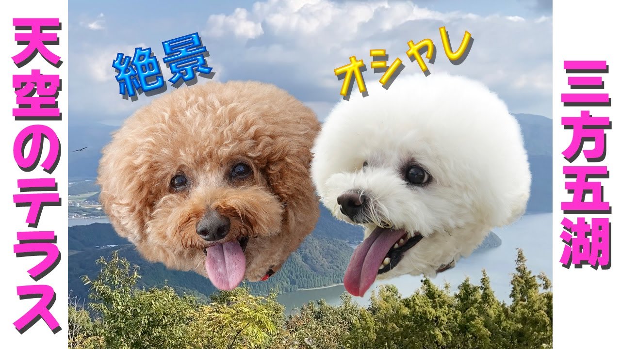 福井県三方五湖「天空のテラス」はワンコと一緒に楽しめます
