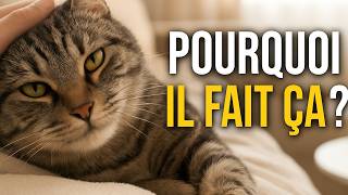 Pourquoi Votre Chat Se Jette Au Sol Quand Il Vous Voit ? 😳 Explications !