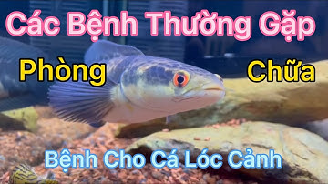 Bệnh Thường Gặp | Cách Phòng và Chữa Bệnh Cho Cá Lóc Cảnh | #VarioLê