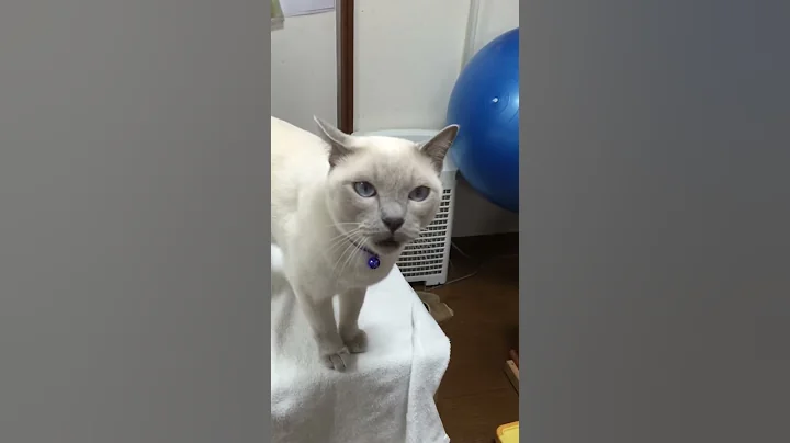 Video 10728351: tonkinese, talking