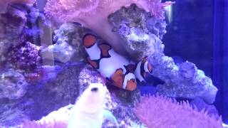 Picasso clowns laying eggs