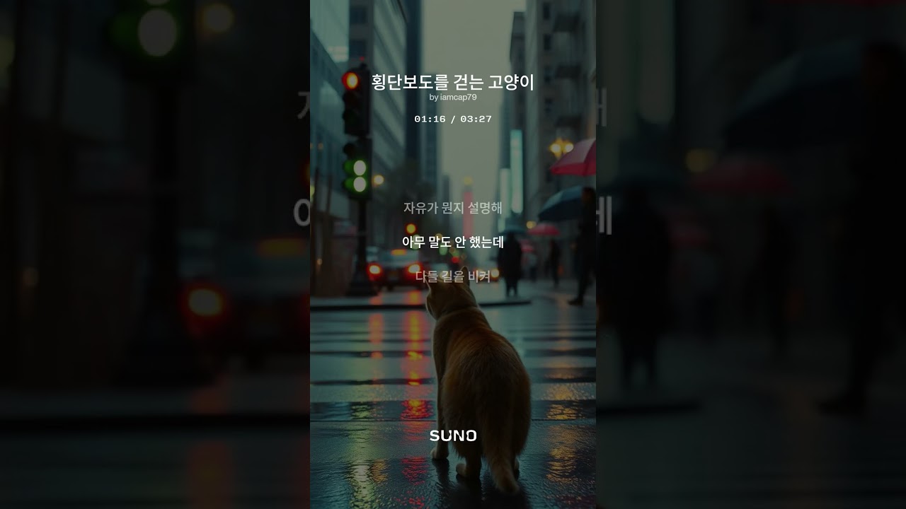 횡단보도를 걷는 고양이