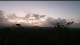Play video: Howling monkey El mirador Guatemala 2020