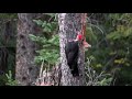 Fish Creek Minute-Pileated Woodpecker