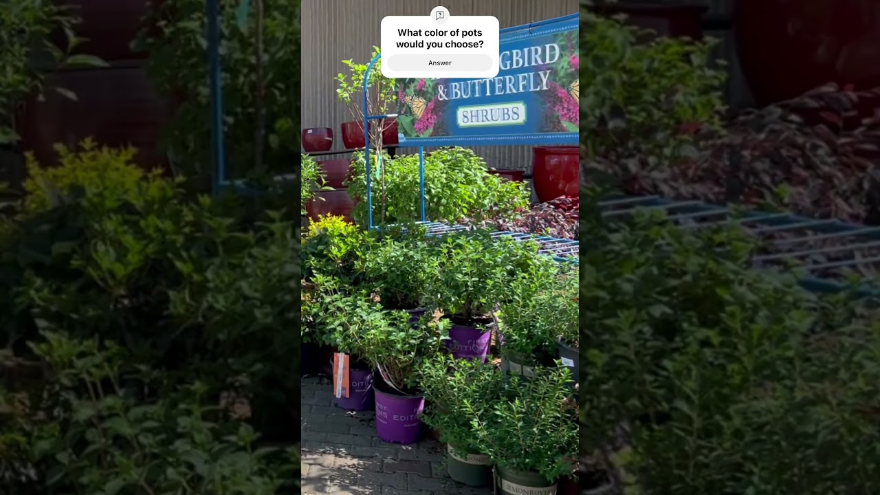 Shopping for plant pots 