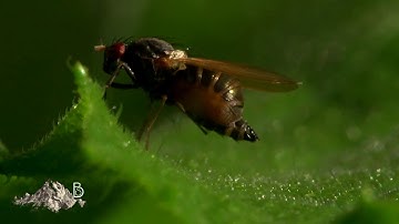 Fly Mating Behaviour
