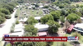 ‘No tigers left at Tiger King Park’: Federal law enforcement seizes nearly 70 big cats from Oklahoma