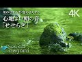 【自然音/ASMR】心地よい朝の音｜川のせせらぎ・鳥のさえずり｜睡眠・目覚めの朝に・癒し・リラックス｜Nature Sounds