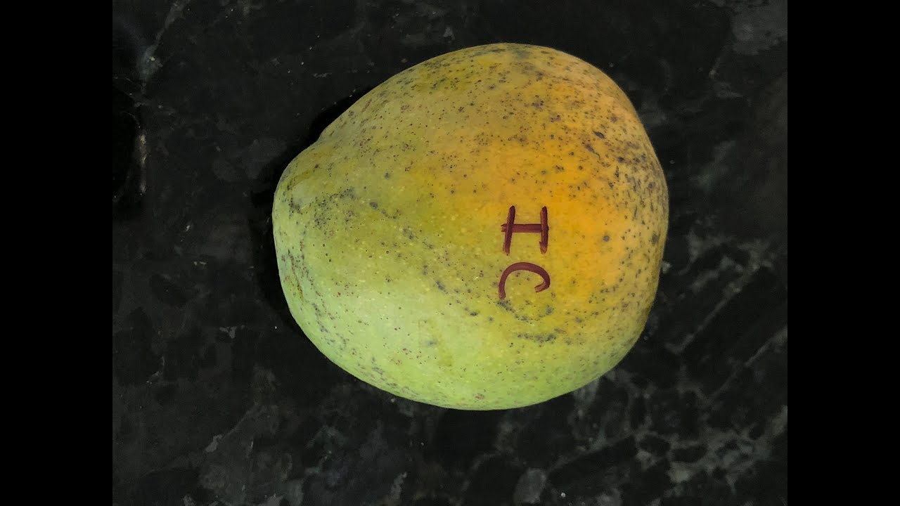 Ice Cream Mango - Tasting Florida Mangos