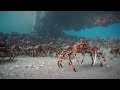 Spider Crabs Melbourne June 2019