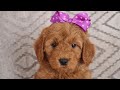 How To Feed My Puppy | Rising Star Golden Doodles