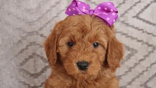 How To Feed My Puppy | Rising Star Golden Doodles