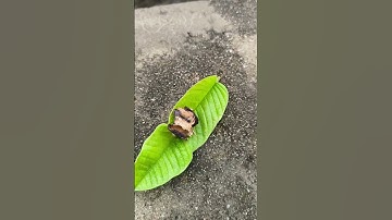 #guava leaf🌱#tamarind racipe 😋😛#youtube #shorts