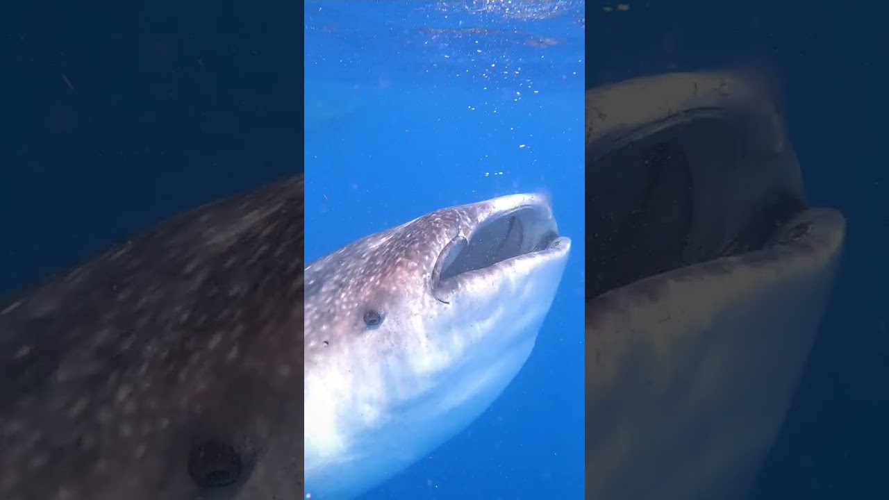 Witness the Unbelievable Big Giant Whaleshark Mouth