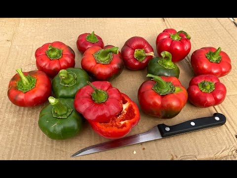 РАТУНДА - ВКУСНЕЕ СОРТА ПЕРЦЕВ ВЫ ЕЩЕ НЕ ПРОБОВАЛИ!