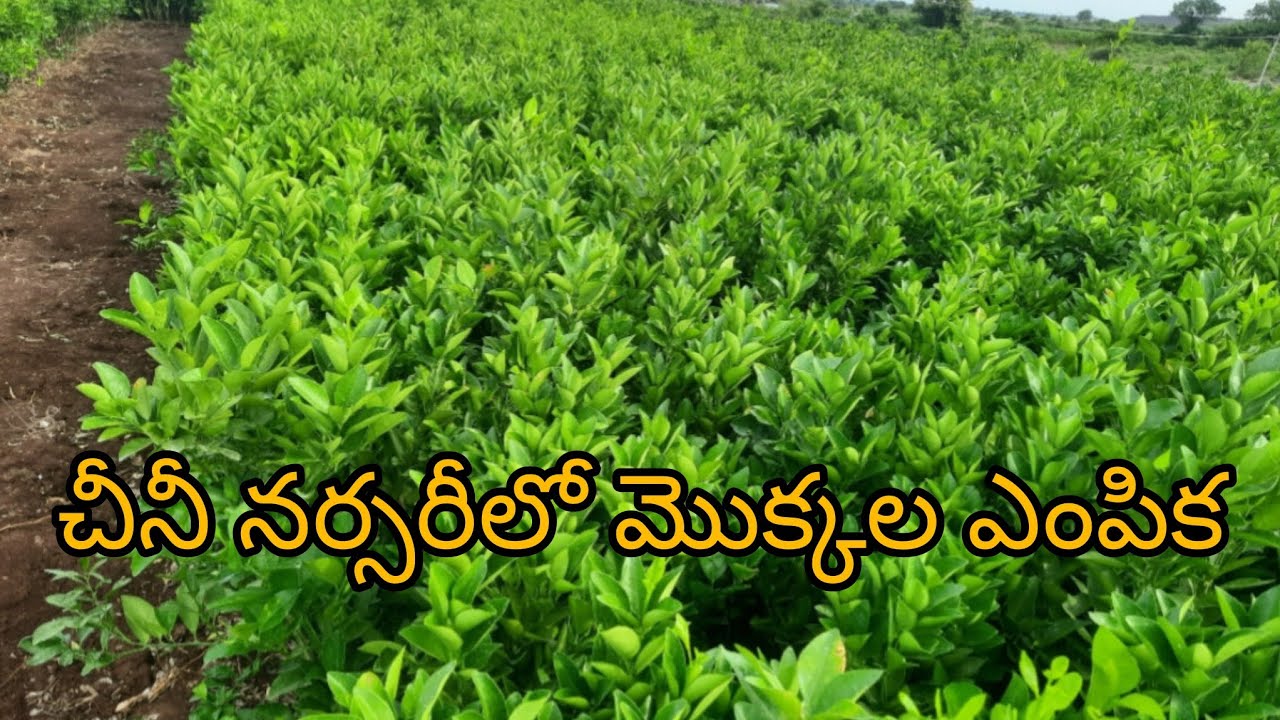 చీనీ నర్సరీ లో మొక్కల ఎంపిక లో తెలుసుకోవలసిన విషయాలు