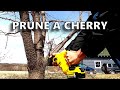 Pruning a Cherry and Apple Tree [also Harvesting Grass Seed and More]