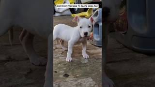 Best XXL Bully Puppy #shorts #ytshorts #trendingshorts #viralshorts #pitbulldog #viraldog