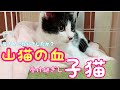 【子猫】今更ですが珍しい子猫という事が判明しました