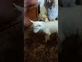 Коза родила козлят