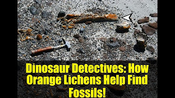 Dinosaur Detectives: How Orange Lichens Help Find Fossils!
