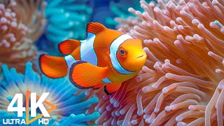 Aquarium 4K VIDEO (ULTRA HD)  Beautiful Coral Reef Fish  Relaxing Sleep Meditation Music #62