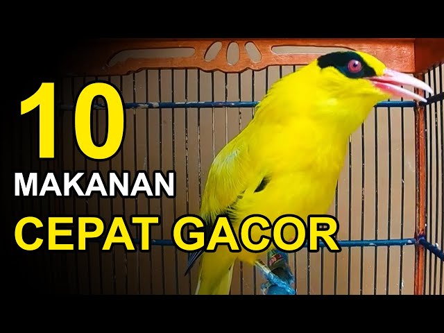 10 Makanan Burung KEPODANG Agar GACOR dan FIGHTER class=