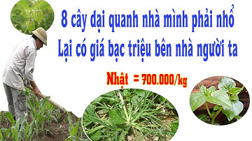 8 loài cỏ dại có giá trên trời tại nước ngoài mà người Việt lại nhổ vứt đi, phí của trời cho.
