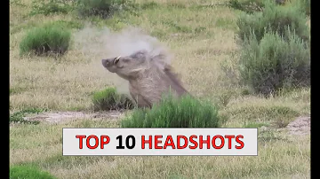 10 Hog Hunting Headshots