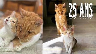 In the memory of our beloved cats that we have lost // cat_4k_hd