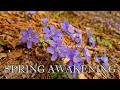 Silent Spring Immersion: Blooming Hepatica &amp; Mossy Trees | Karmazinai Hiking Trail 4K