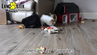 Cute Pomeranian Puppies