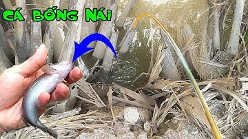 Câu Cá Bống Dừa Trúng Ổ Cá Bống Nái Ẩn Nấp Dưới Bụi Dừa Nước Già Lâu Năm