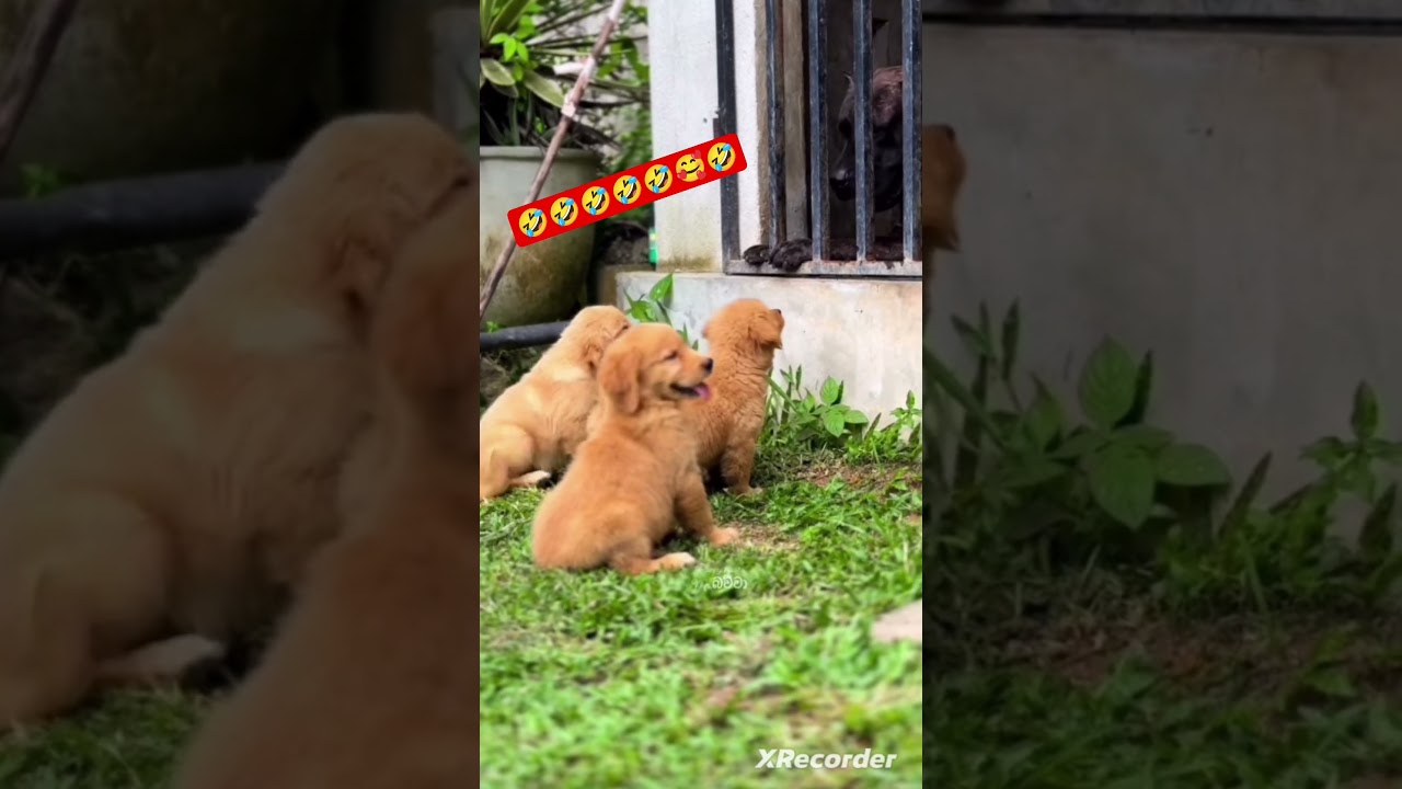 🤣🤣🤣#shortsfeed #viral #short #shorts #trending #youtubeshorts #shortvideo #reels #viralvideo