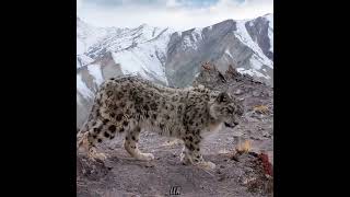 Snow leopard vs cheetah | requested by @schnee4108