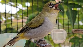 Bongkar Isian Pleci Buxtoni Sumatera Gacor Dor