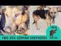 Two sick German Shepherds thrown away like trash.But they find friendship after rescue-Takis Shelter