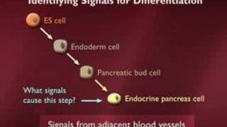 Embryonic Stem Cells and Disease Part 4 of 6