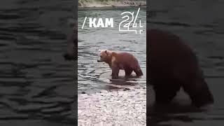 На Камчатке группы медведей промышляют грабежами и кражами – 2