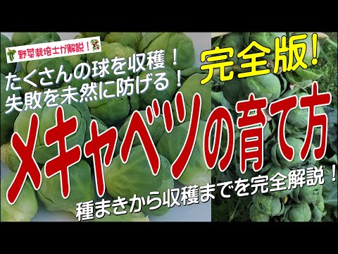 初心者でも簡単！丹麦圆头卷心菜の育て方と長期保存のコツ