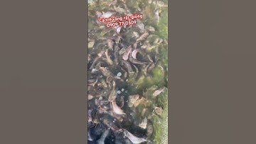 Cá trê vàng rặc giống #trại_cá_giống_út_me #cá_giống #fish #cá #fishing #thủy_sản 0909 77 0509
