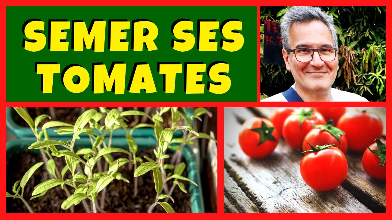 quelle maladie la tomate rencontre elle le plus fréquemment