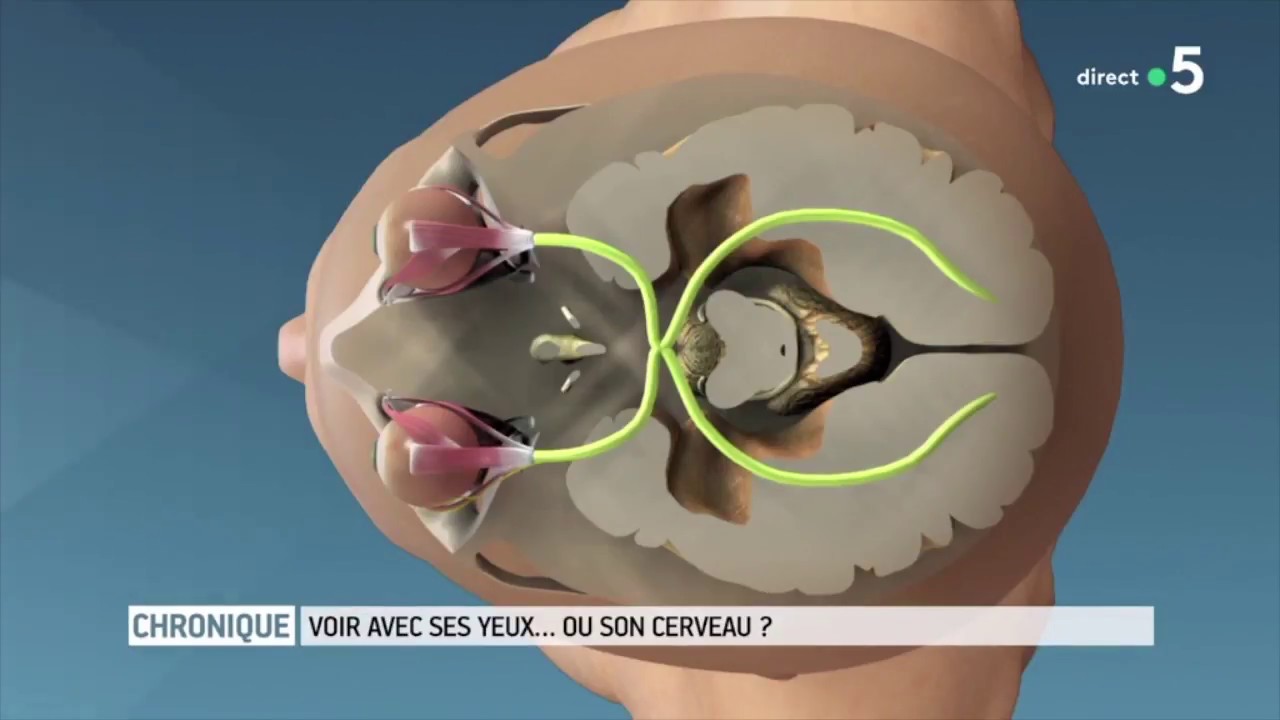 Voir avec ses yeux...ou le cerveau ?