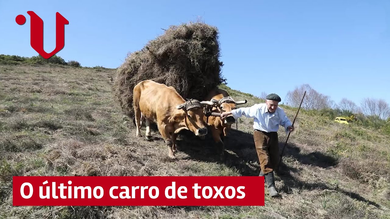 FONSAGRADA | O último carro de toxos que levan as vacas de Domingo