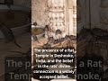 Mystical Abode: The Rat Temple of Karni Mata